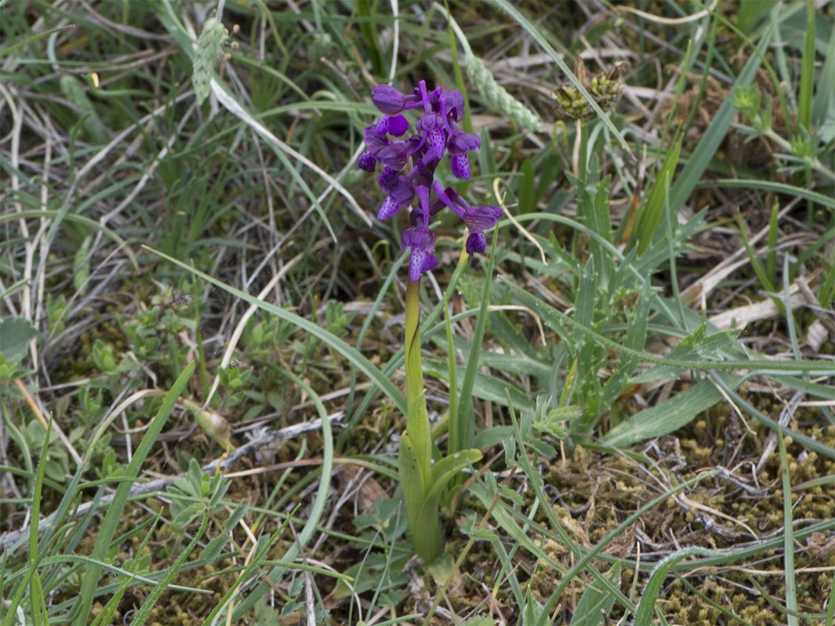 Orchis morio